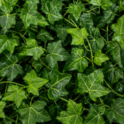 Planta Artificială Ghirlandă din Iederă, 12 Ramuri x 30 Frunze, Verde