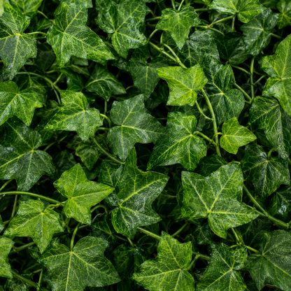 Planta Artificială Ghirlandă din Iederă, 12 Ramuri x 30 Frunze, Verde