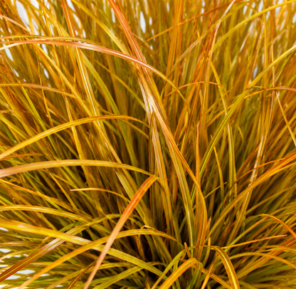 Planta Artificială Tufă de Iarbă Tip Ceapă Curbată, 38 cm, Densitate Mare, Galben si Portocaliu, Fara Ghiveci